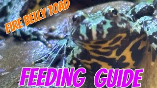 Feeding Guide for Fire Belly Toads