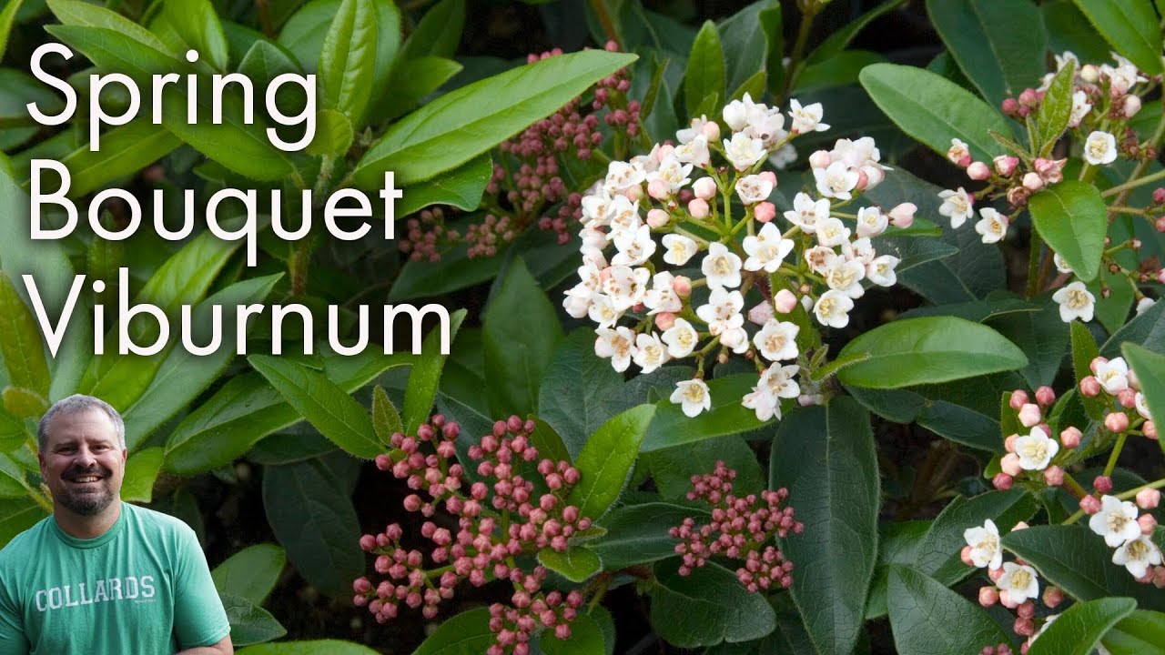 Viburnum tinus 'Spring Bouquet' YouTube