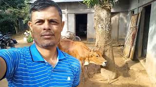 Family Animal Humboo Sound Videos Cow Sound Humboo Humboo Dairy Animal Vlog