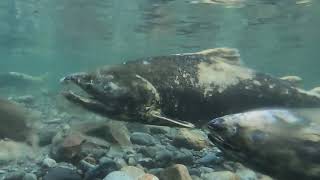 Snorkeling With Zombie Salmon, The Real Living Dead