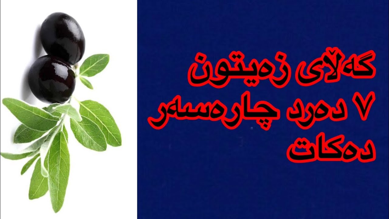 گەڵــــای زەیتون ٧ دەرد چارەسەر دەکات ھەمووی لەو راپۆرتەدا ببینە زۆر شۆکــــــە