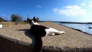 【猫島 】堤防の上で観光客を乗せた船を歓迎する猫達