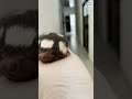 Tiny Skunk In Palm Of Hand #animals