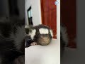 Tiny Skunk In Palm Of Hand #animals