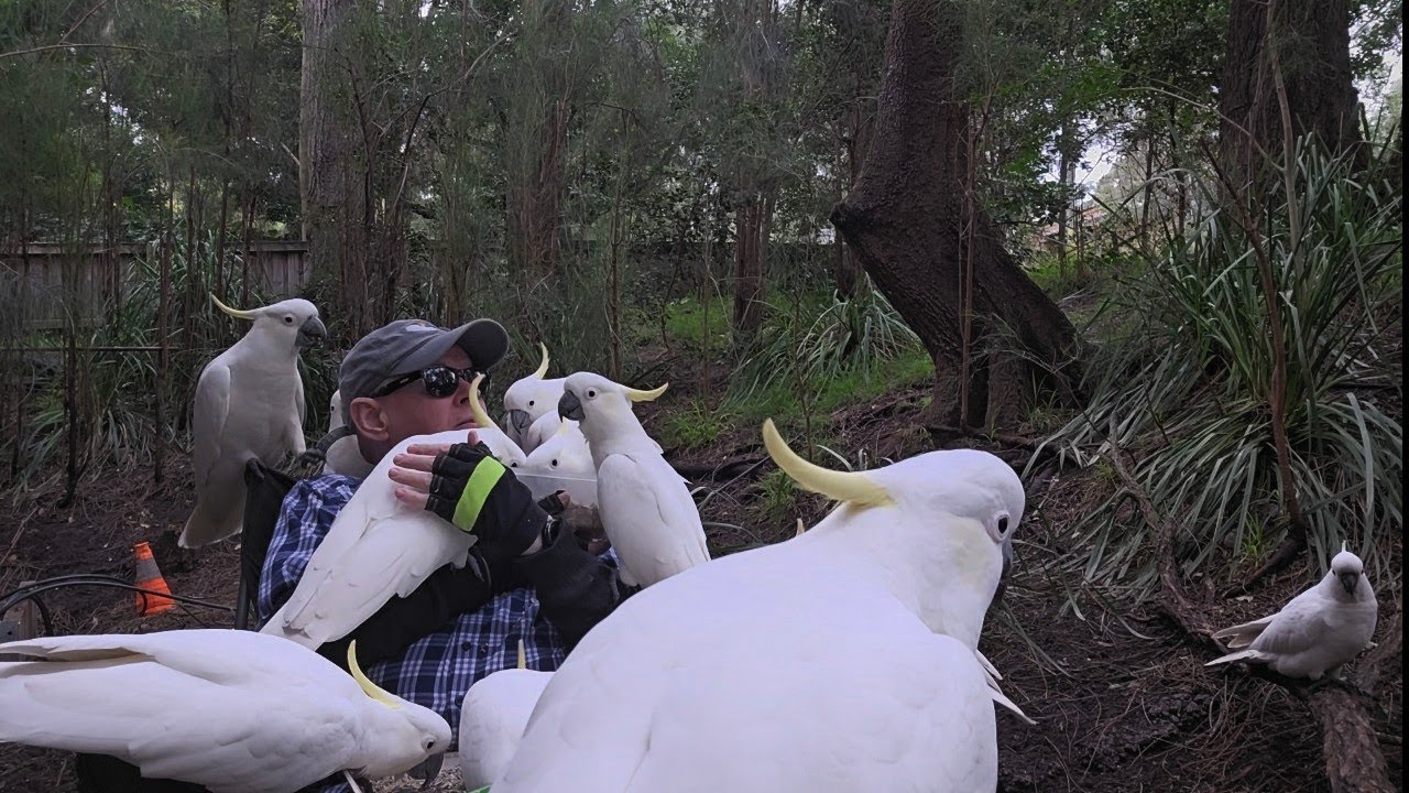 Pats and hugs of wild cockatoos 