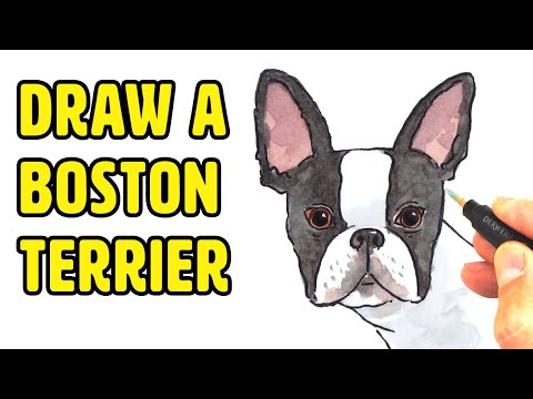 Boston Terrier Drawing Instructions: Simple Step-by-Step Guide [Upd. 2