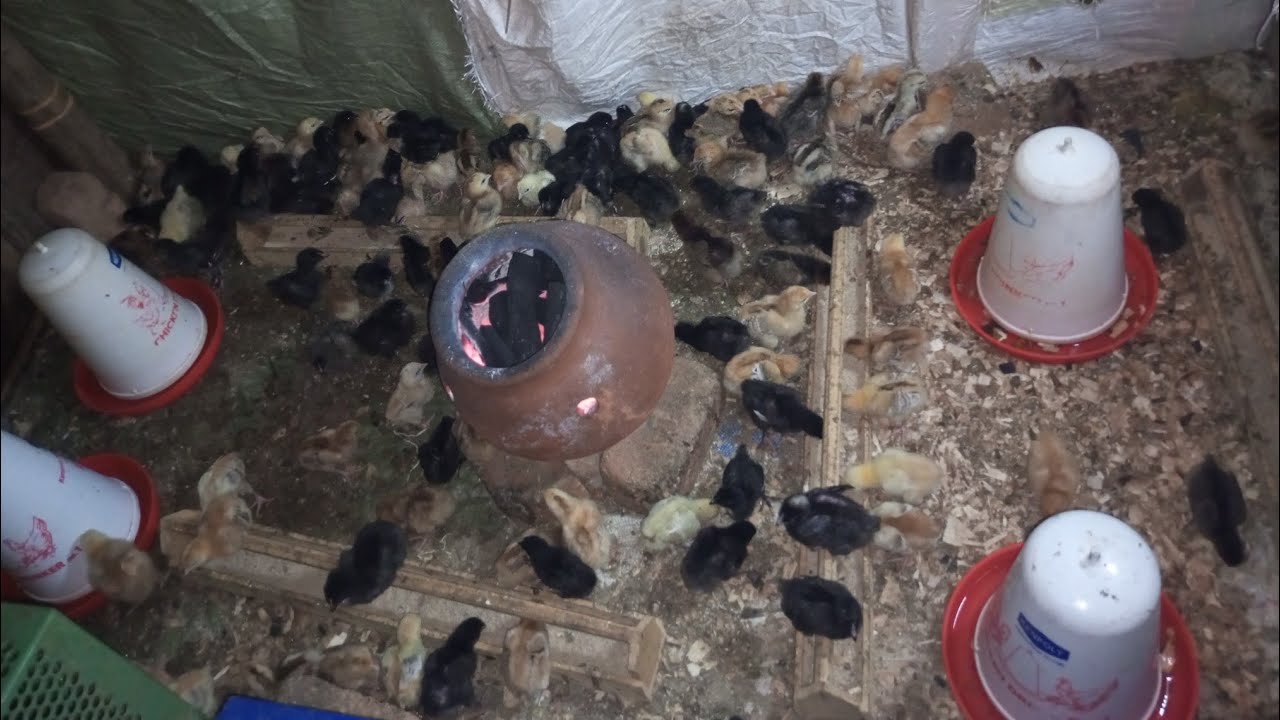 Vaccinating the young chicks against Newcastle disease.POULTRY TV 🐔 .