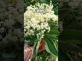 #shorts 💚 ELDERBERRY 💫 RELAXING VIDEO #elderberry #nature #herbs #relaxing #lughnasadh #witch #herbs