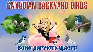 Birds of Canada.🇨🇦 Птахи Канади.