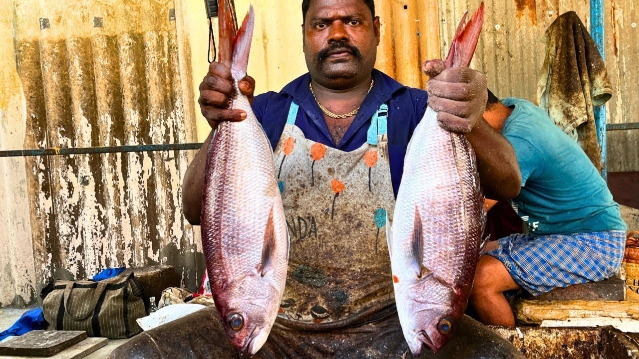 KASIMEDU SPEED SELVAM KENDAL FISH CUTTING VIDEO / CUTTING FOCUS YouTube