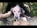 Bataklıktaki mağarada ölümü bekleyen hasta köpeklerin kurtuluşu