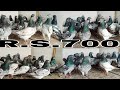 700 rupya par pic pigeons for sale in india 20 pes pigeons for sale kabootar all india h