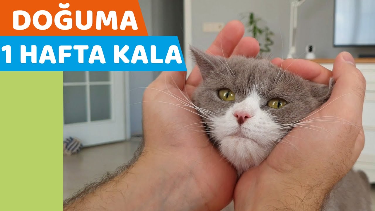 DOĞUMA 1 HAFTA KALDI  (Kedimiz Luna'nın Hamileliği Hakkında Sohbet)