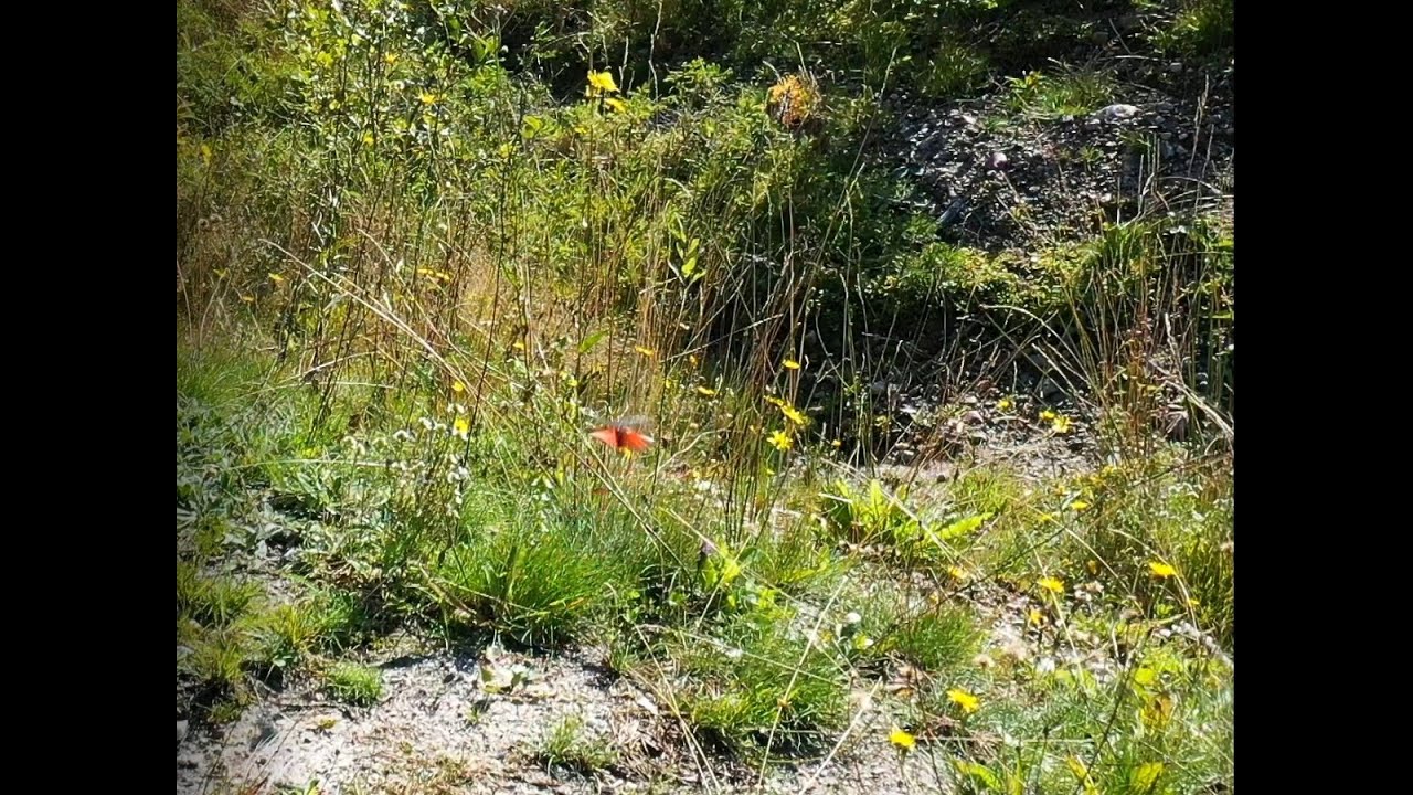 Trumgräshoppa, Psophus stridulus