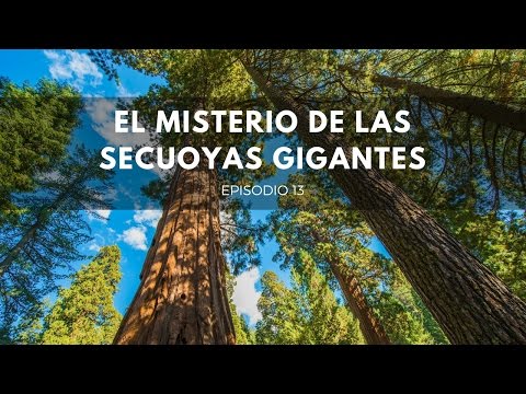 Video: ¿Por qué son diferentes las raíces de las secuoyas?