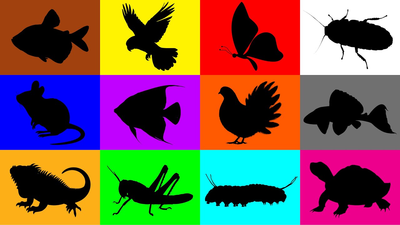 Животные: Черепаха, Кузнечик, Игуана, Таракан, Тетра, Бабочка, Мышь, Гусеница, Мышь