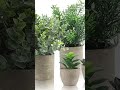 Amazon Hidden Gems: Indoor Plants  That Actually beneficial #affiliatemarketing2025 #plants #plant