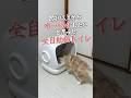 全自動猫トイレ #pr #UBPET #UBPETC41 #自動猫トイレ #大型猫 #多頭飼い #静音 #アプリ連携 #猫