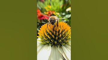 🐝Bee Adventures: Pollination and Flight on Coneflowers 🐝 | Tiny Nature Discoveries