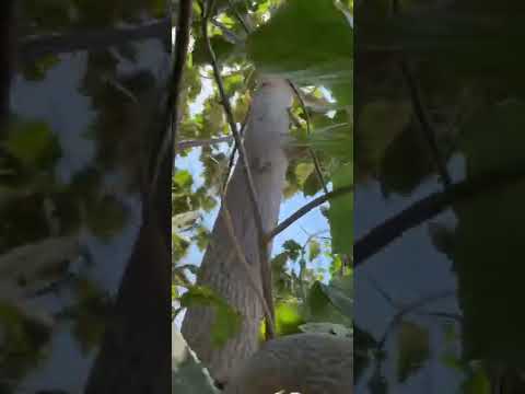 شجرة باولونيا