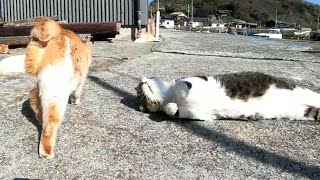 猫の集会の中を歩き回る野良猫に付いていく