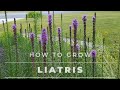 Liatris spicata  all about liatris from seed to bloom