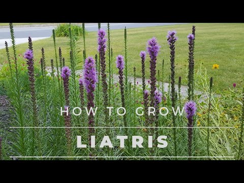 Video: Liatris: Planting And Leaving