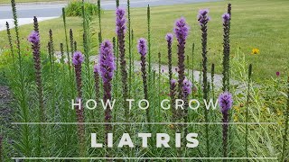 Liatris Spicata - All about Liatris, from Seed to Bloom