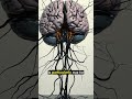 Hidden Stress Quietly Damages Memory As You Age