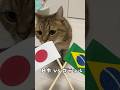 【W杯猫予言】日本🇯🇵VSブラジル🇧🇷の勝敗を猫にガチ予想させたら… #ワールドカップ #worldcup #ネコ #cat