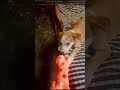 #love #doglover #happiness #shivashvi