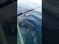 Whale shark seeks human assistance to free himself