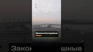 Законопослушные овцы#новости#казахстан#овцы#алматы#бакад