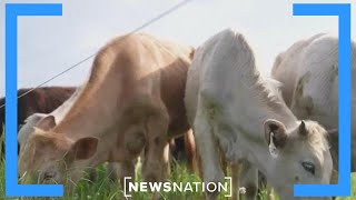 Meat companies outraged by COP28 summit | Morning in America