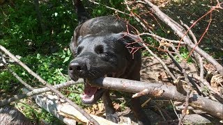 Dogs Strip Tree Bark And Chew Sticks