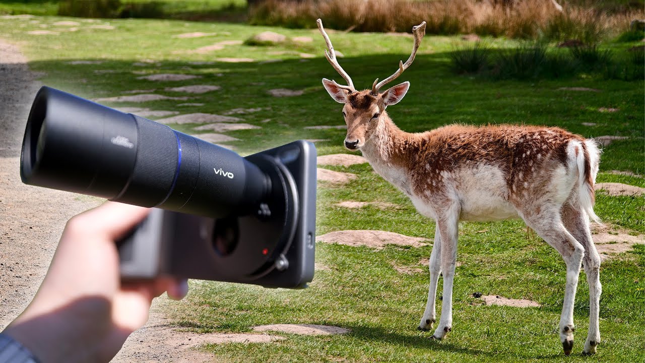 Vivo X200 Ultra Photography Kit - Shooting wildlife with the Zeiss Teleconverter