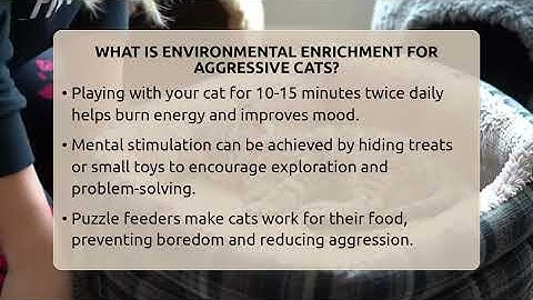 What Is Environmental Enrichment For Aggressive Cats? - Happy Cat Handbook
