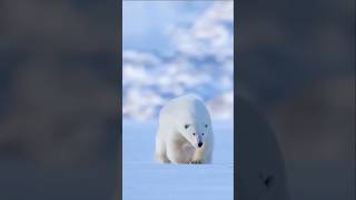 Polar Bear : King of the Ice #polarbear #snow #climatechange