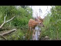 Trail and Stream Critters #wildlife #nature #trailcamera