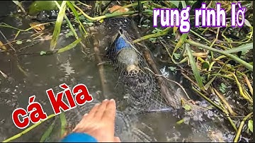 Đúng Như Câu Buồn Ngủ Gặp Chiếu Manh Thăm Lờ Cá Lóc Vào Mùa Mưa # SĂN BẮT ĐỒNG THÁP #