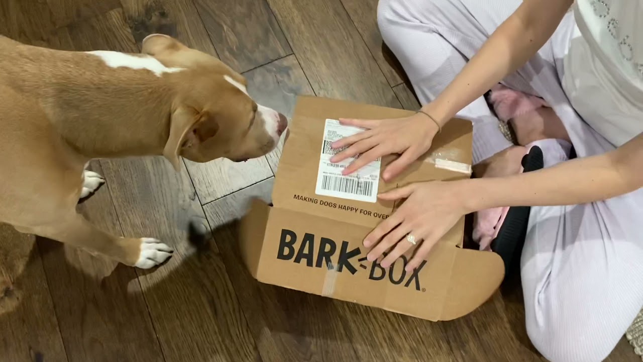 Barkbox April 2021 Opening Best Of Barkbox YouTube