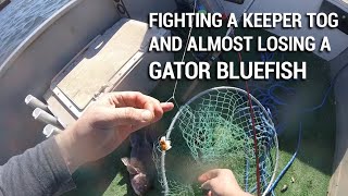 New Jersey Tog & Bluefish Fight