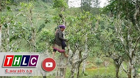 Phát triển kinh tế từ rừng chè cổ thụ| THLC