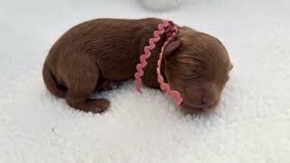 Ruby’s female - week 1