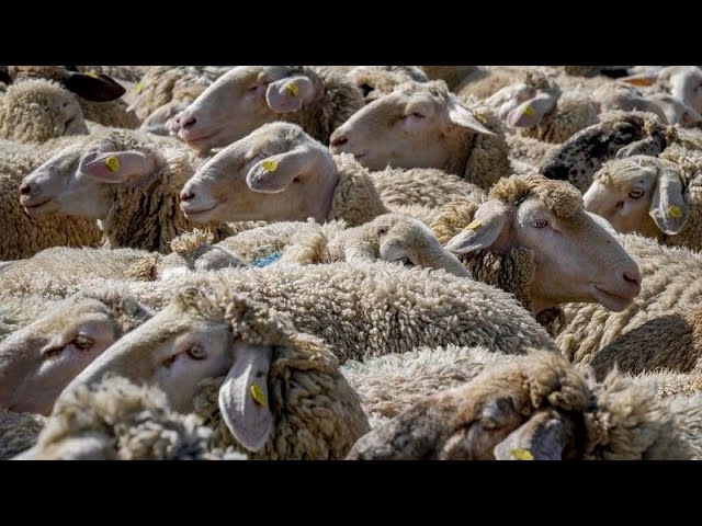 Овечья шерсть как удобрение