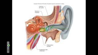 Micro Ch 19 Cold, Sinitis, Throat, Ear Infection, Diphtheria