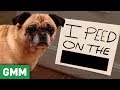 Name That Pet Shame (GAME) ft. Shameless Cast