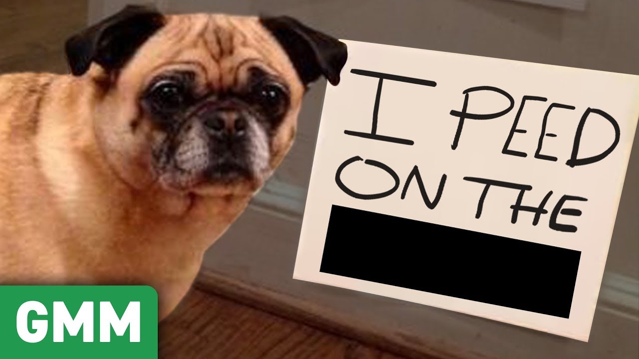 Name That Pet Shame Game Ft Shameless Cast Youtube
