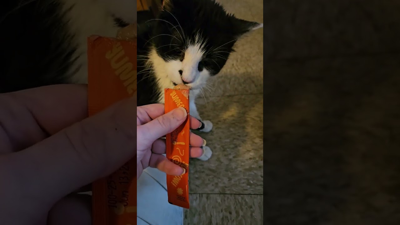 Kitty treats and loud kids 