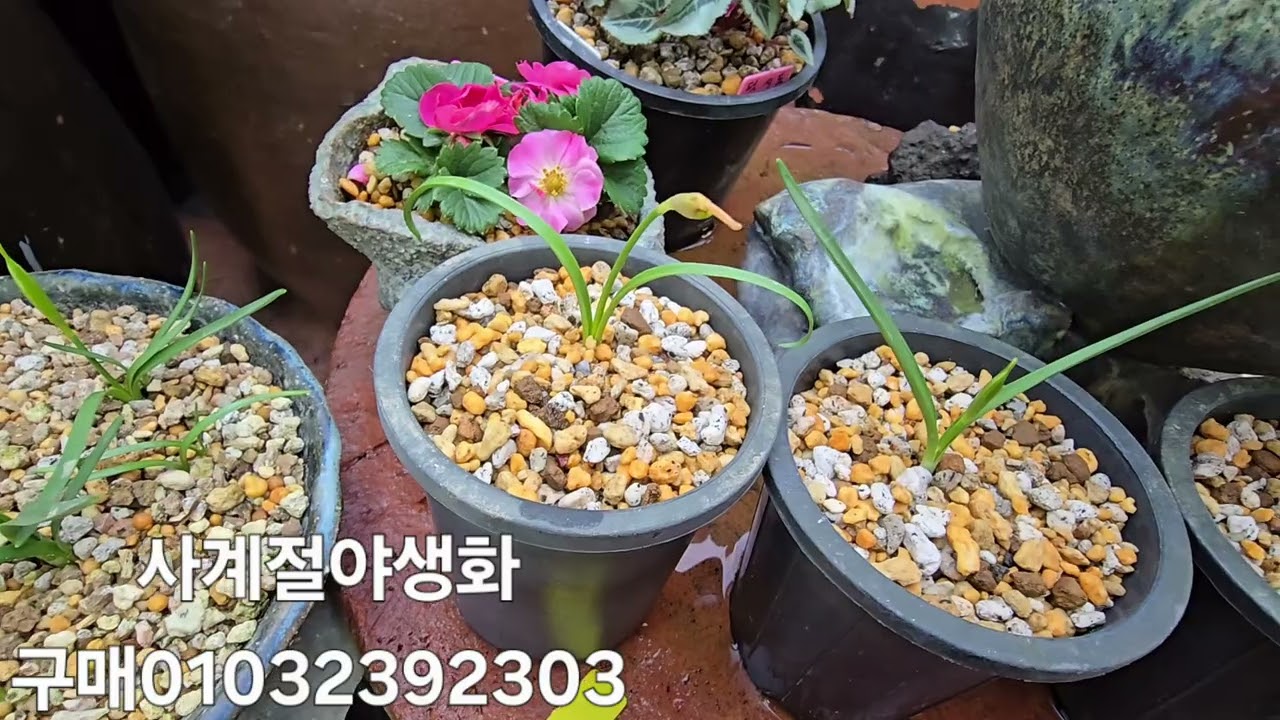 사계절야생화 구매01032392303.시클라멘 신풍종.멧돌수선화.벌레잡이제비꽃.후루겐스바람꽃.겹.홀.톨바기아 